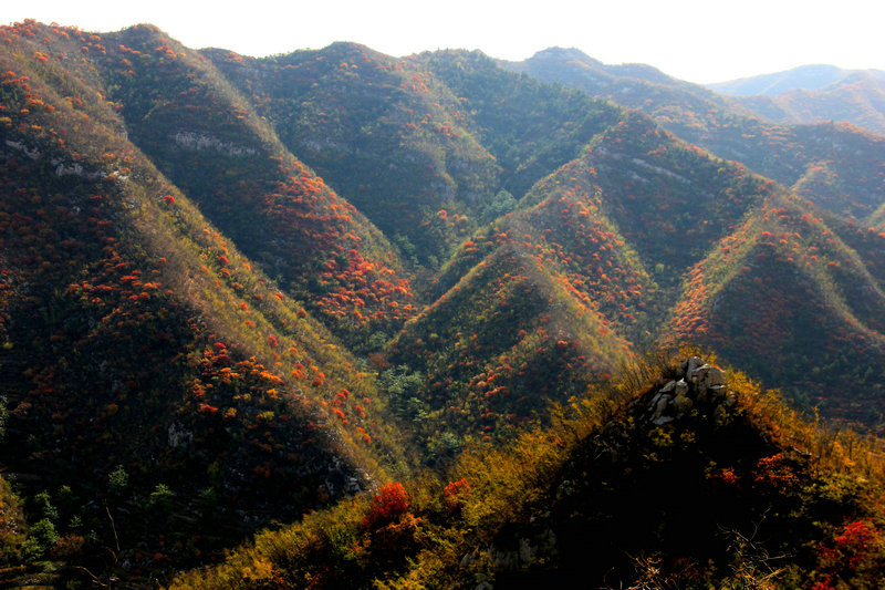 漫山红遍