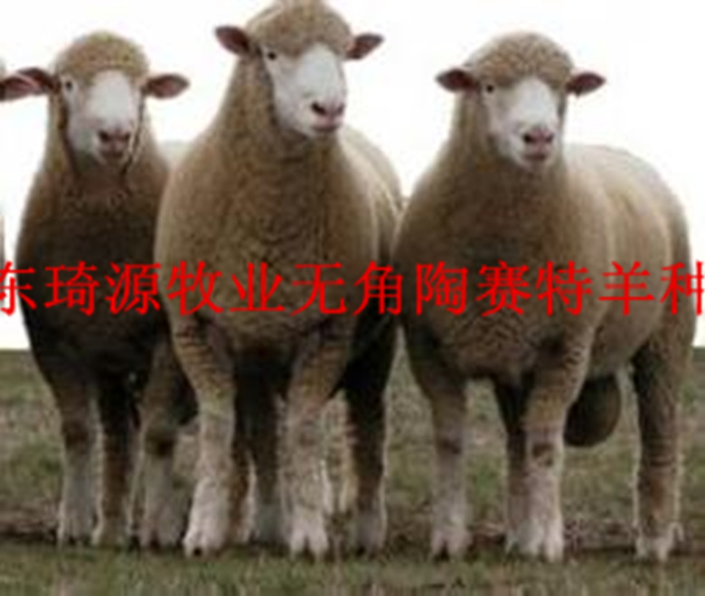 3天内 发送询价  无角陶赛特羊生长发育快,早熟,全年发情配种产羔