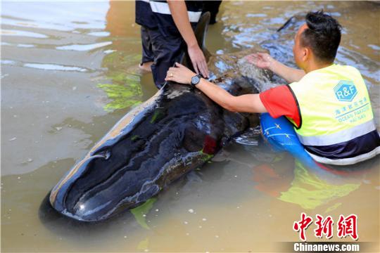 救护专家人员为鲸鱼泼水维持体表温度。 陈思国摄