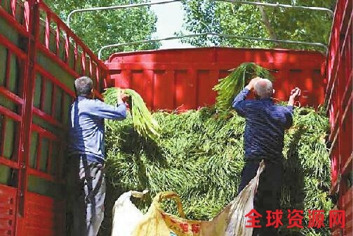 多地蒜薹5毛一斤卖不动 商河白桥一斤高达2元仍受宠