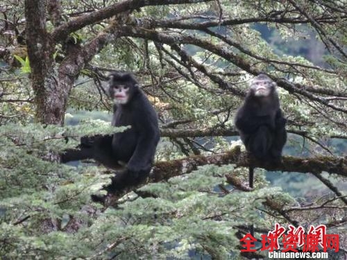 探访怒江金丝猴栖息地：保护困难重重数量稳步增长