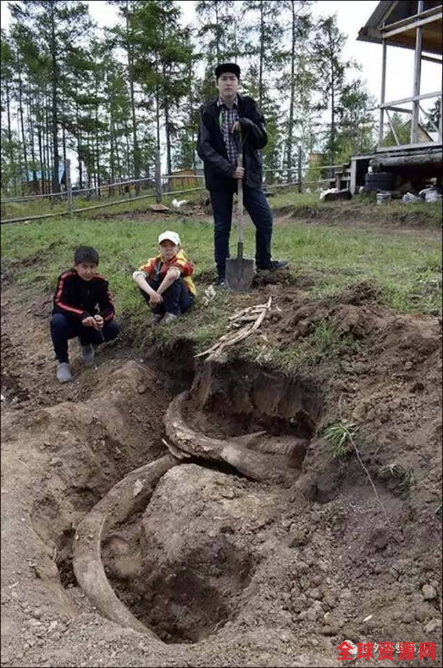 村民在自家院子种菜，竟挖出40万年前象牙(图)