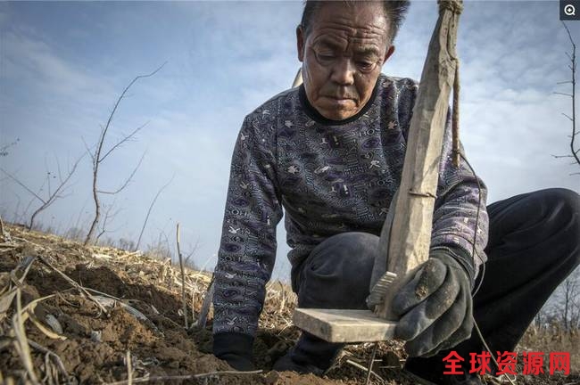 不过抓老鼠也是一个技术活呢！首先得找对老鼠洞！鼠窝通常有多个出口，哪个洞有鼠或没鼠，哪个是出口或进口，哪个是假洞，老李一眼就看得出。 