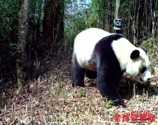 资料图：红外相机拍摄的野生大熊猫。中新社记者 钟欣 摄