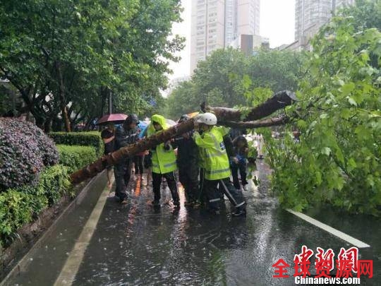 大雨大风令南京不少城市行道树倾覆。 城管供图