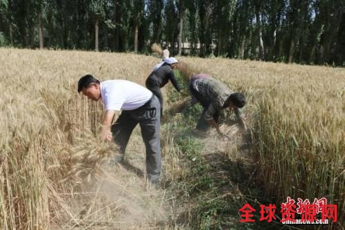 资料图：农民正在收割小麦。 陈雪茹 摄