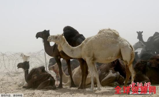 当地时间2017年6月20日，卡塔尔Abu Samrah，沙特阿拉伯和卡塔尔边境地区沙漠地带的骆驼。