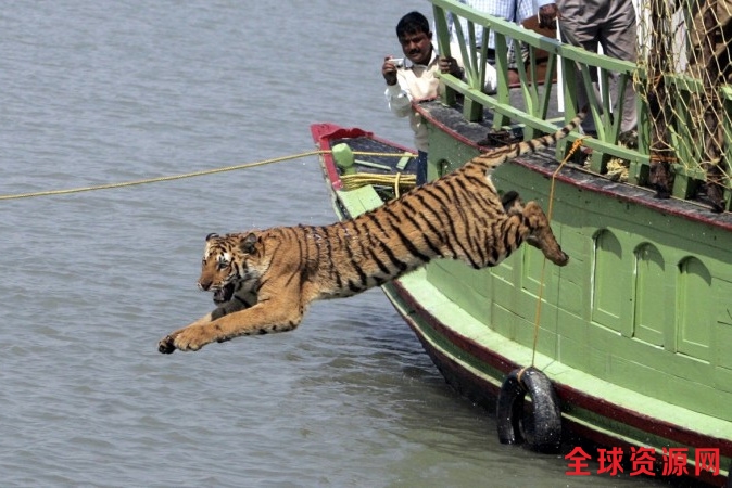 1499165895_tiger-tourism-india-incredible-poaching-tiger-day-tiger-project-wildlife-sanctuary-park-killing_副本.jpg