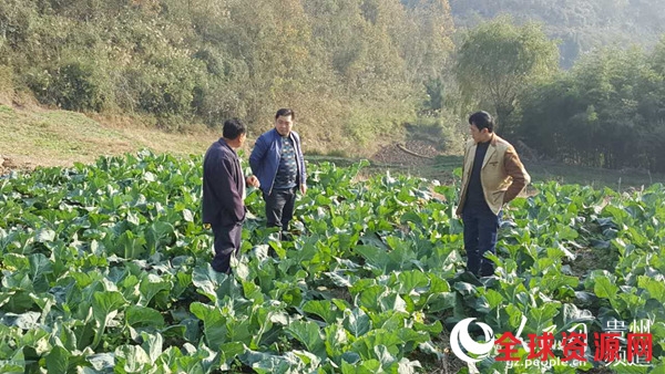 袁代平实地考察。