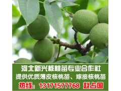 大量提供2012年核桃苗枣树苗薄皮核桃图1