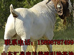 山东万家牧业常年供应波尔山羊，小尾寒羊，肉羊图1