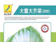 大雷大芥菜种子203-20图1