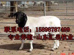 肉牛最新养殖视频_山东汇泉牧业图1