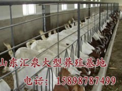 肉羊养殖场_山东汇泉肉羊养殖场图1