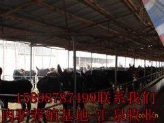 山东省济宁市城西开发区肉驴养殖场图1