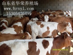 肉牛出售，波尔山羊出售，肉驴，肉牛犊山东华荣养殖场图1