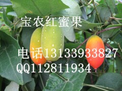 新奇葩水果之王红参果图1