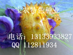 2014中国十大最有种植前景的水果之火参果图1