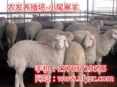 小尾寒羊当年羔快速育肥法图1