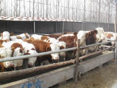 优惠价格长期出售育肥肉牛犊波尔山羊养殖图1