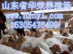 养牛养羊养殖场优惠价格出售牛羊苗图1