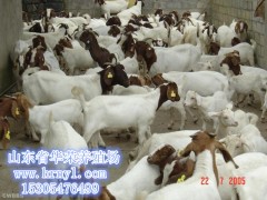 波尔山羊山羊养殖，年入白万不是梦，提供养殖技术图1