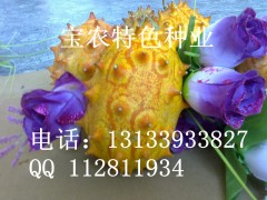 江西火参果，广州火参果，浙江火参果种植全来源于江西宝农图1