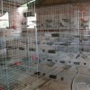 河北鸽笼,新型鸽笼,金属鸽笼厂家安平盛祥金属制品最专业