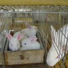 衡水兔笼专业兔笼生产厂家盛祥兔笼售后电话