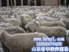 小尾寒羊养殖，优惠价格提供养殖技术图1