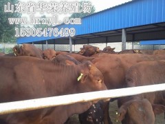 养殖利木赞牛，价格优惠提供养殖技术图1