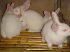 獭兔养殖技术、什么地方出售优良的獭兔品种？图1