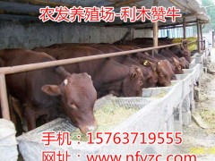 大量出售肉牛犊、利木赞牛图1