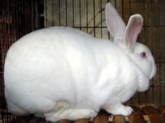 甘肃省武威哪里有獭兔养殖场？獭兔多少钱一只？图1