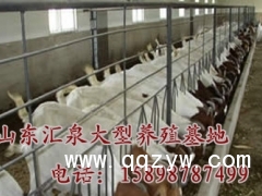 山东汇泉波尔山羊养殖场常年销售波尔山羊_提供波尔山羊养殖技术图1
