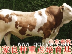 肉牛养殖_肉牛养殖场_肉牛养殖基地_肉牛，肉牛，肉牛图1