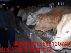 肉牛养殖_肉牛养殖技术_肉牛养殖视频_肉牛基地！图1