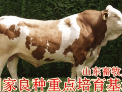 山东省济宁市汇泉养殖场常年供应肉牛,肉牛犊,鲁西黄牛图1