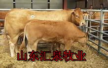 山东养牛场常年供应_肉牛_肉牛犊_西门塔尔牛_育肥牛