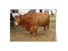 鲁西黄牛种牛养殖繁育怎么样图1