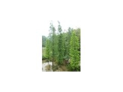南京水杉价格,3公分水杉价格,4公分水杉价格图1