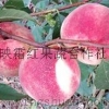 潍坊哪里的金秋红蜜桃苗价格便宜？