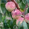 青州映霜红果蔬合作专业批发各种金秋红蜜桃苗