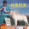 供应北京拉布拉多犬价格_拉布拉多犬多少钱_拉布拉多犬图片