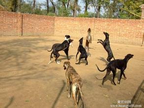 三个月的比特犬价格多少{犬富犬舍}最优惠