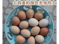 广东东莞最好的土鸡蛋品牌推荐图1