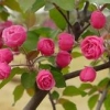 北美海棠四季观赏绿化树苗首选品种