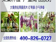 果桑苗基地果桑桑葚苗种植优良品种图1