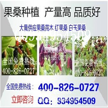 果桑苗基地桑葚苗种植优良品种