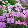 【宿根花卉供应—浩地】【四川宿根花卉种植哪里有？】